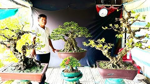 Bonsai 3CE 8/12 chào bán - Khế Gân, Nguyệt Quế, Mai Chiếu Thủy, Linh Sam, Kiều Hùng, Tùng Đọt Đỏ