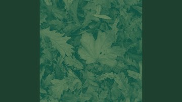 Opulent Backdrops for Streaming Tonight