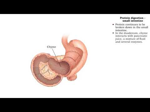 Video: Wanneer verteerde proteïene in afgebreek word?