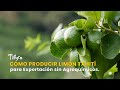 Cómo Producir Limón Tahití para Exportación sin Agroquímicos - TvAgro por Juan Gonzalo Angel