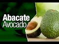 O Abacate Avocado e seus Benefícios - Safari Garden