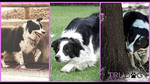 Why Do Dogs Take Forever To Pick A Spot To Poop? - DayDayNews