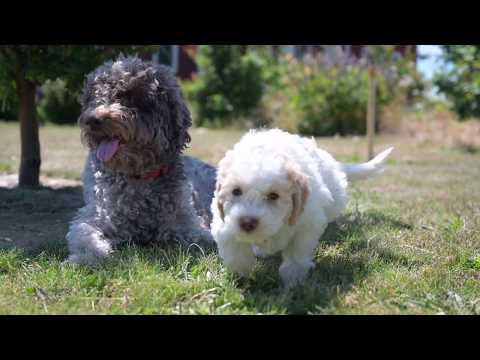 Lagotto Puppies playing with mom.