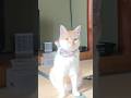 I Spent Two Nights at a Japanese Inn with 13 Cats — They Came to My Room! #shorts #cathotel