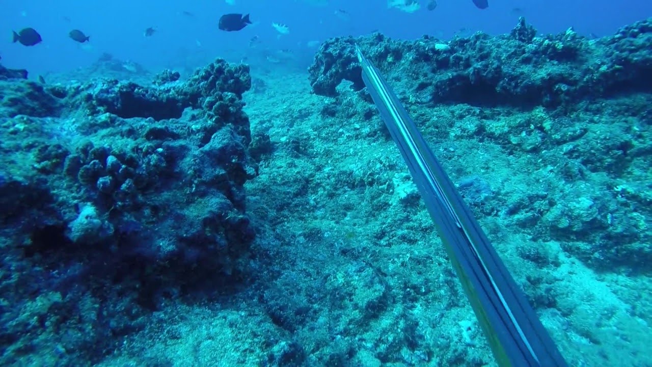 Spearfishing Hawaii Kauai 2 YouTube