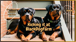 Rottweilers Rule: Surveying Their Domain