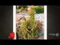 Austrocylindropuntia - garden plants