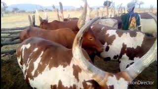 LIMBU LUCHAGULA 26 03 2025 0768866472