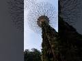 Supertree Observatory Singapore | Gardens by the Bay