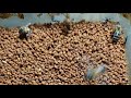 Beekeepers and stingless bee getting bee pollen #honey #beekeeper #beehive #nature #beelove #farm