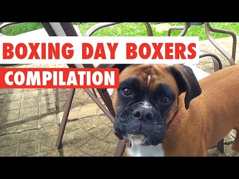 boxing-day-boxer-dogs-video-compilation-2016