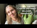 Настолько ли они неприхотливы в уходе, как о них говорят!