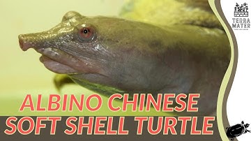 ALBINO CHINESE SOFT SHELL TURTLE: Quick Care Guide (Pelodiscus sinensis)