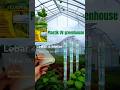 Plastik Atap UV Greenhouse JUARA Lebar 4 Meter (170 Micron ) 1 ROLL