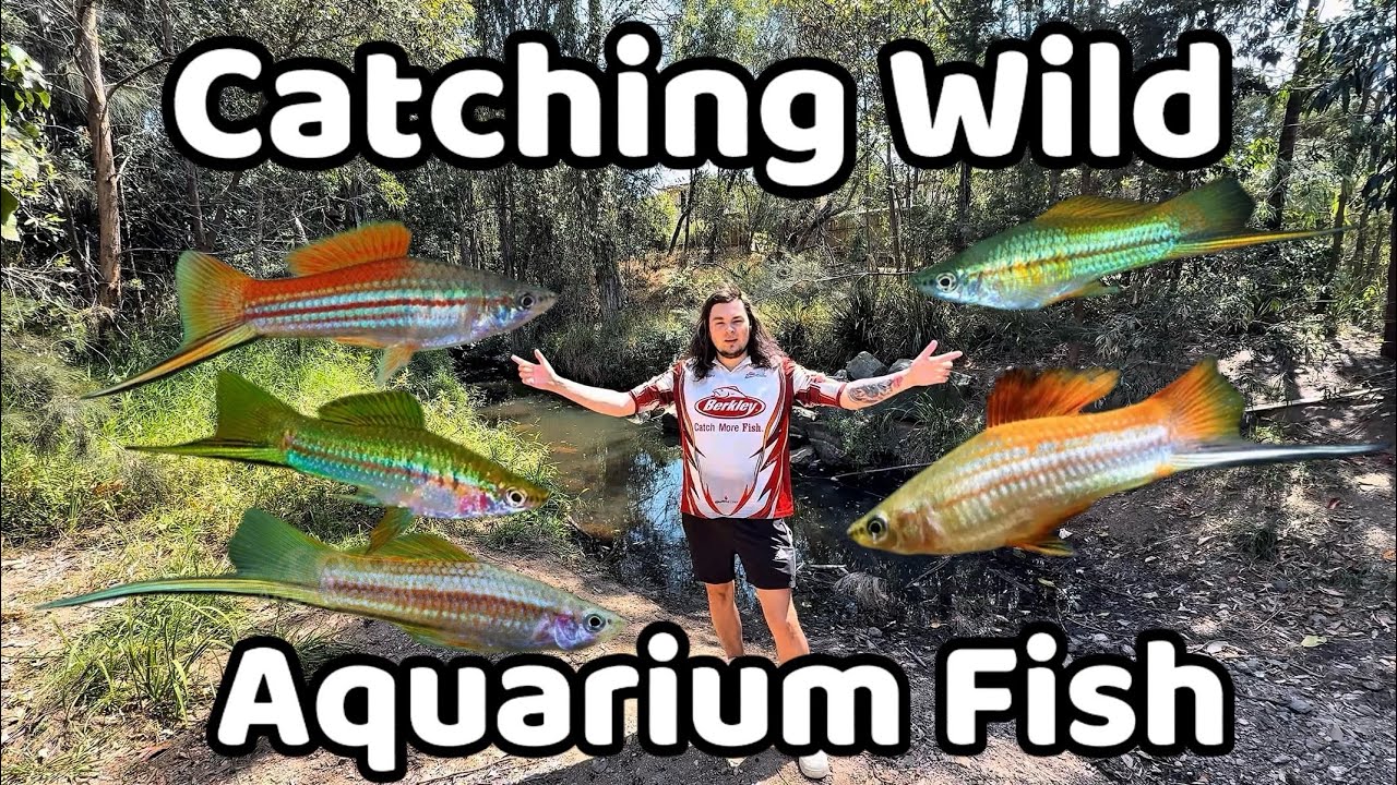 Wild Fish Capture Catching Wild Aquarium Fish in Australian Creeks! (Swordtails & More ...