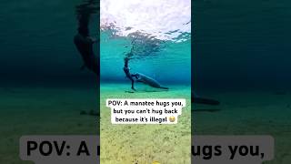 POV: A manatee hugs you, but you can’t hug back because it’s illegal 😭 #manatee #florida #wildlife