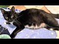 Rescue Young Cat Because She Pregnant