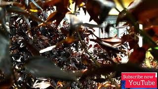 WHISPERS MOVIE, on  coming soon