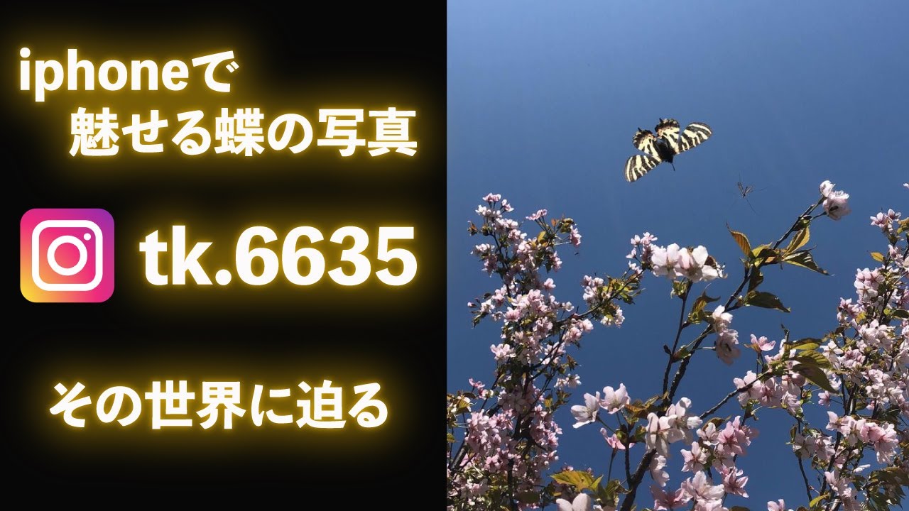 iphoneで魅せる蝶の写真 インスタグラムtk.6635の世界に迫る - YouTube