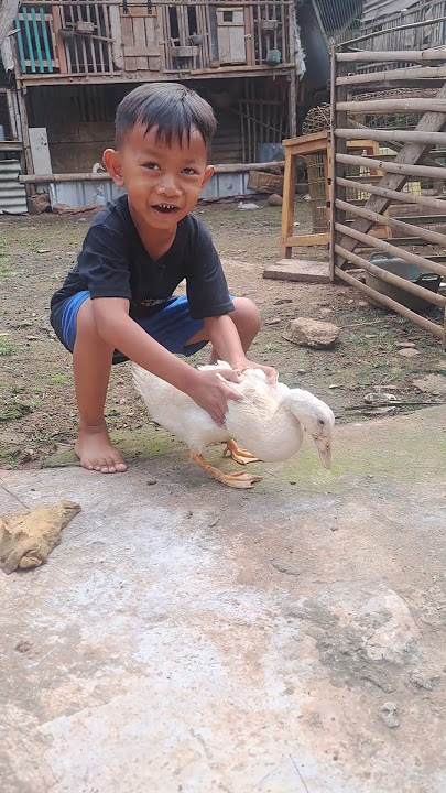 Bebeknya Lepas