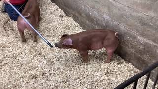 Pen 10 Duroc Gilts