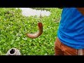 Best Hook Fishing | Best Fish Catching | Best Fishing Video