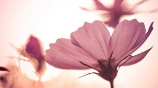 Morning Relaxing Music - Uplifting and Mindfulness (Nancy) screenshot 1