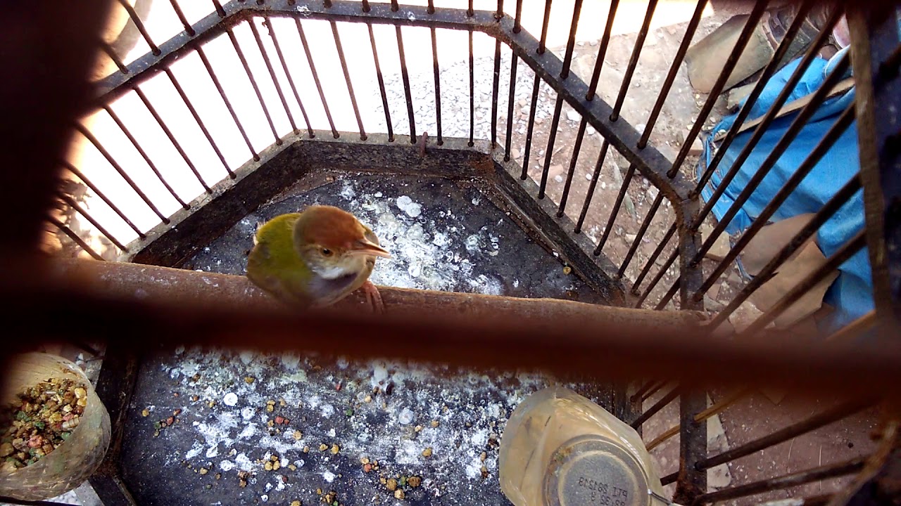 Suara Burung Prenjak Lumut Youtube