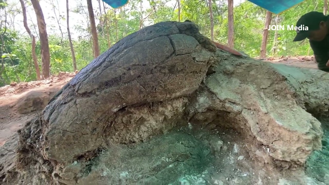 Heboh Ditemukan Fosil Gajah Purba Masih Utuh Berukuran Sangat Besar
