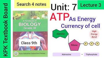 Lecture 3|ATP as Energy Currency of Cell| #unit7 #bioenergetics #class9biology #kpktextbook #biology