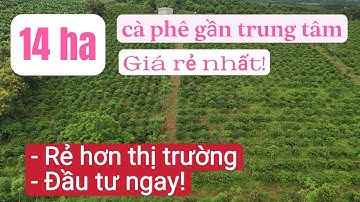 Bán vườn cà phê tơ 14ha gần trung tâm, đất đỏ bằng đẹp, vườn cà phê giá rẻ, bất động sản đất rẫy