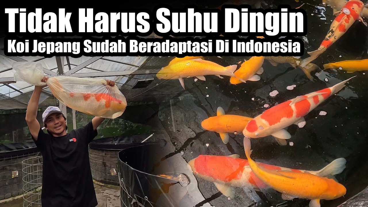 Tidak Harus Suhu Dingin Review Koi Jepang Yang Sudah Lama Beradaptasi Di Indonesia