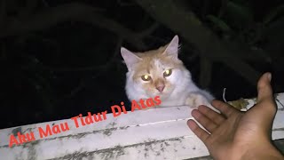 my cat wants to sleep on top it doesn't want to come down even though I pick it up by Kucing Desa 95 views 1 year ago 3 minutes, 4 seconds