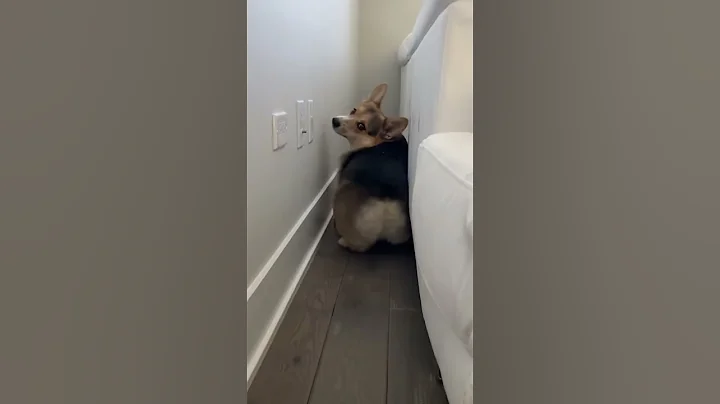 Corgi backs his bum up #corgi #dogs #pets - DayDayNews