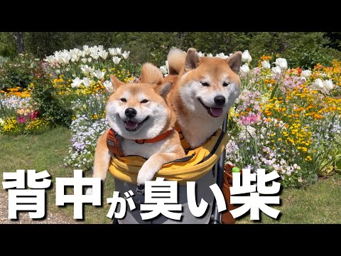 横浜里山ガーデンに観光。花の香りが楽しめない柴犬の背中は草臭い