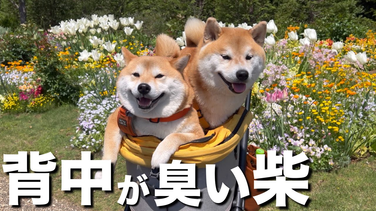 横浜里山ガーデンに観光。花の香りが楽しめない柴犬の背中は草臭い