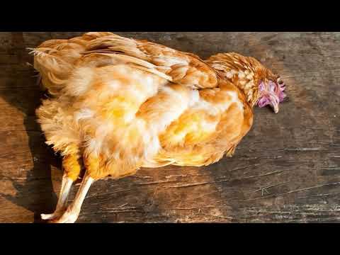 కోళ్ల నుంచి మనుషులకు వ్యాధి సంక్రమించకుండా నివారించడం | Telugu | #poultryfarm #disease #zoonotic
