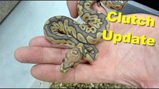 Clown Clutch Update And More !!