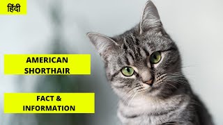 AMERICAN SHORTHAIR CAT INFORMATION IN HINDI | CAT INFORMATION | EP-1 | CATS HINDI | PET INFO by PET INFO 1,627 views 2 years ago 2 minutes, 19 seconds