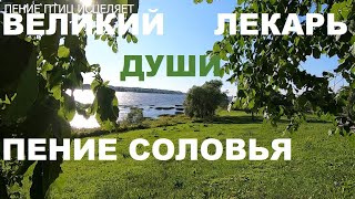 СОЛОВЕЙ.ЕГО ТРЕЛИ ИСЦЕЛЯЮТ ВСЁ ТЕЛО И ДУШУ, НАСТУПАЕТ ПОКОЙ И УМИРОТВОРЕНИЕ.ВЕЛИКИЙ ЛЕКАРЬ С НЕБЕС.