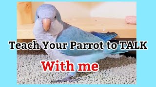 Teach Your Parrot to talk | Quaker Parrot Talking | Monk Parakeet Talking