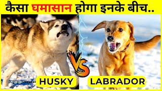 Siberian Husky VS Labrador Retriever Fight  | Wildlife Claws by Wildlife Claws 2,196 views 1 year ago 4 minutes, 16 seconds