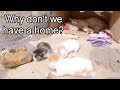 Trying to save 5 newborn kittens with their motherpart 2