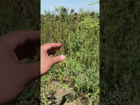 Жатка для уборки