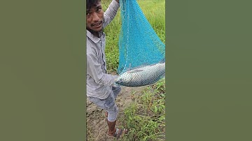 Aaj Dekho Hamare net Mein Kitni Badi Machhali a gai🐬 #video #viral #instagram #reels #shorts #yt