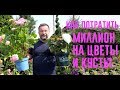 КАК ПОТРАТИТЬ МИЛЛИОН НА КУСТЫ И ЦВЕТЫ # 5