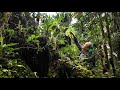 Field trip with patrick blanc in papua new guinea  highlands