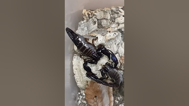 Scorpion mating ending with a sting 🦂🦂 #scorpion #shorts #short