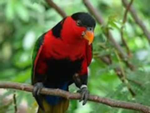 Inilah !!! Cara Ternak Burung Nuri Kepala Hitam Yang Benar - YouTube
