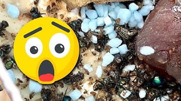 I Tried Quick-Strike Flybait and Was Shocked!